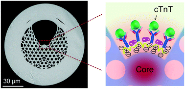 Graphical abstract: Ultra-sensitive chemical and biological analysis via specialty fibers with built-in microstructured optofluidic channels