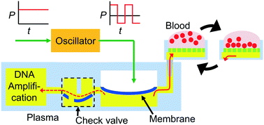 Graphical abstract: Pulsatile plasma filtration and cell-free DNA amplification using a water-head-driven point-of-care testing chip