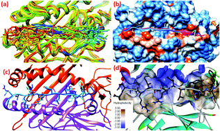 Graphical abstract: An immunoinformatics approach to promiscuous peptide design for the Plasmodium falciparum erythrocyte membrane protein-1