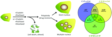 Graphical abstract: RNA-sequencing dissects the transcriptome of polyploid cancer cells that are resistant to combined treatments of cisplatin with paclitaxel and docetaxel