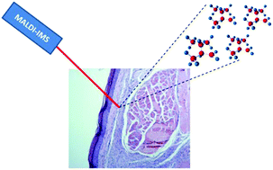 Graphical abstract: Murine cutaneous leishmaniasis investigated by MALDI mass spectrometry imaging