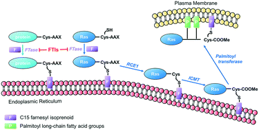 Graphical abstract: New tricks for human farnesyltransferase inhibitor: cancer and beyond
