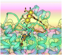 Graphical abstract: Bitopic fluorescent antagonists of the A2A adenosine receptor based on pyrazolo[4,3-e][1,2,4]triazolo[1,5-c]pyrimidin-5-amine functionalized congeners