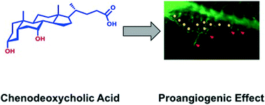 Graphical abstract: Deciphering the role of hydrophobic and hydrophilic bile acids in angiogenesis using in vitro and in vivo model systems