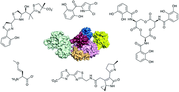 Graphical abstract: Nonribosomal peptide synthetase biosynthetic clusters of ESKAPE pathogens