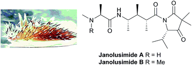 Graphical abstract: The chemistry and chemical ecology of nudibranchs
