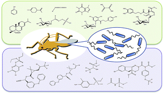 Graphical abstract: Detoxifying symbiosis: microbe-mediated detoxification of phytotoxins and pesticides in insects