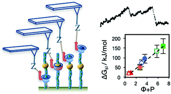 Graphical abstract: Polymer sequencing by molecular machines: a framework for predicting the resolving power of a sliding contact force spectroscopy sequencing method