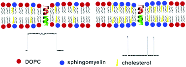 Graphical abstract: Lipid nanodomains change ion channel function