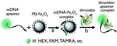 Graphical abstract: Polyethylenimine-coated Fe3O4 nanoparticles effectively quench fluorescent DNA, which can be developed as a novel platform for protein detection