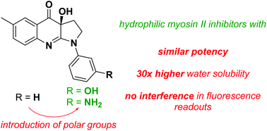 Graphical abstract: Discovery of (S)-3′-hydroxyblebbistatin and (S)-3′-aminoblebbistatin: polar myosin II inhibitors with superior research tool properties
