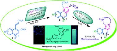 Graphical abstract: Intramolecular macrolactonization, photophysical and biological studies of new class of polycyclic pyrrole derivatives