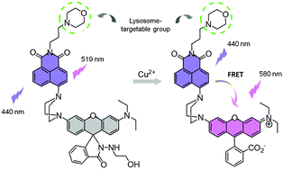 Graphical abstract: A highly selective and sensitive fluorescent probe for Cu2+ based on a novel naphthalimide–rhodamine platform and its application in live cell imaging