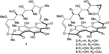 Graphical abstract: Rifamorpholines A–E, potential antibiotics from locust-associated actinobacteria Amycolatopsis sp. Hca4
