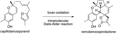 Graphical abstract: Biosynthetically-inspired oxidations of capillobenzopyranol