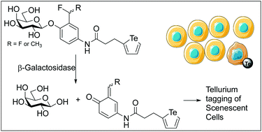 Graphical abstract: A β-galactosidase probe for the detection of cellular senescence by mass cytometry
