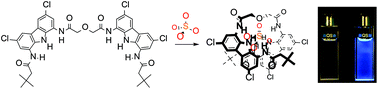 Graphical abstract: Selective turn-on fluorescence sensing of sulfate in aqueous–organic mixtures by an uncharged bis(diamidocarbazole) receptor