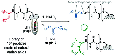 Graphical abstract: Tandem Wittig/Diels–Alder diversification of genetically encoded peptide libraries