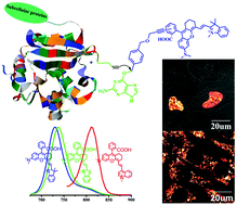 Graphical abstract: Development and applications of a near-infrared dye–benzylguanine conjugate to specifically label SNAP-tagged proteins