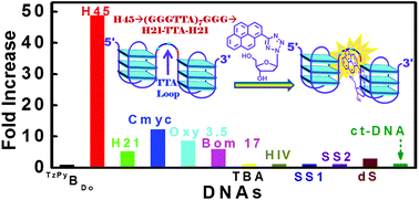 Graphical abstract: Tetrazolylpyrene unnatural nucleoside as a human telomeric multimeric G-quadruplex selective switch-on fluorescent sensor