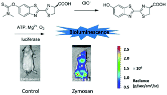 Graphical abstract: Bioluminescent probe for detecting endogenous hypochlorite in living mice