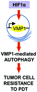 Graphical abstract: A novel HIF-1α/VMP1-autophagic pathway induces resistance to photodynamic therapy in colon cancer cells