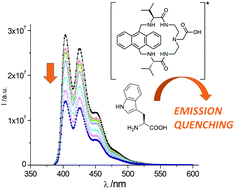 Graphical abstract: The interaction of amino acids with macrocyclic pH probes of pseudopeptidic nature