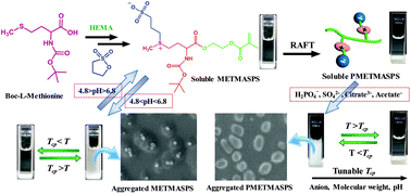 Graphical abstract: A stimuli-responsive methionine-based zwitterionic methacryloyl sulfonium sulfonate monomer and the corresponding antifouling polymer with tunable thermosensitivity