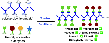 Graphical abstract: Poly(acryloyl hydrazide), a versatile scaffold for the preparation of functional polymers: synthesis and post-polymerisation modification