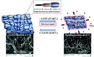 Graphical abstract: Thermo conductive carbon nanotube-framed membranes for skin heat signal-responsive transdermal drug delivery
