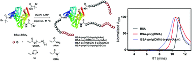 Graphical abstract: Grafting challenging monomers from proteins using aqueous ICAR ATRP under bio-relevant conditions