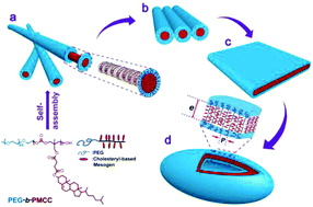 Graphical abstract: Transition from smectic nanofibers to smectic vesicles in the self-assemblies of PEG-b-liquid crystal polycarbonates