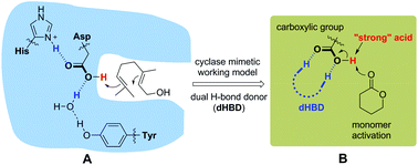 Graphical abstract: A preorganized dual H-bond donor promotes benzoic acid active in the polymerization of δ-valerolactone
