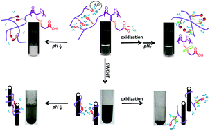 Graphical abstract: A pH and redox dual responsive homopolypeptide: synthesis, characterization, and application in “smart” single-walled carbon nanotube dispersion