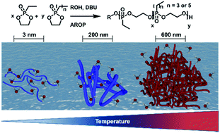 Graphical abstract: Temperature responsive poly(phosphonate) copolymers: from single chains to macroscopic coacervates