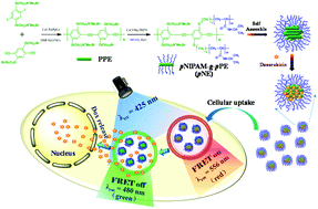 Graphical abstract: Temperature-sensitive poly(phenyleneethynylene) nanomedicines for intracellular tracking via fluorescence resonance energy transfer