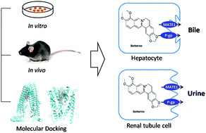 Graphical abstract: Involvement of P-glycoprotein and multidrug and toxin extrusion protein 1 in hepatic and renal berberine efflux in mice