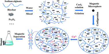 Graphical abstract: Removal of Cu(ii) from aqueous solution using Fe3O4–alginate modified biochar microspheres
