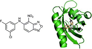 Graphical abstract: Hypoxia inducible factor (HIF) as a model for studying inhibition of protein–protein interactions