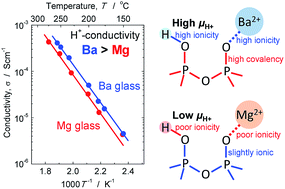 Graphical abstract: Effect of alkaline-earth species in phosphate glasses on the mobility of proton carriers