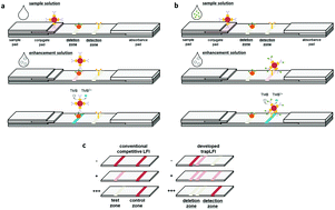 Graphical abstract: High sensitive and broad-range detection of cortisol in human saliva using a trap lateral flow immunoassay (trapLFI) sensor