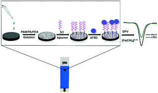 Graphical abstract: A sensitive electrochemical aptasensor for detection of Aflatoxin B2 based on a polyacrylamide/phytic acid/polydopamine hydrogel modified screen printed carbon electrode