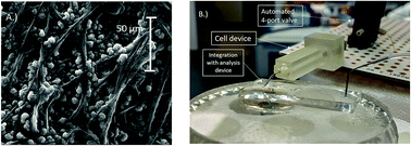 Graphical abstract: Integrating 3D cell culture of PC12 cells with microchip-based electrochemical detection