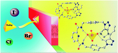 Graphical abstract: Finding a receptor design for selective recognition of perrhenate and pertechnetate: hydrogen vs. halogen bonding