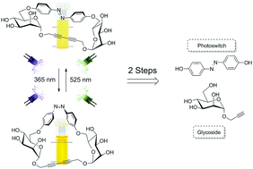 Graphical abstract: A two-step approach to a glycoazobenzene macrocycle with remarkable photoswitchable features
