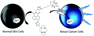 Graphical abstract: Biotin-tagged fluorescent sensor to visualize ‘mobile’ Zn2+ in cancer cells
