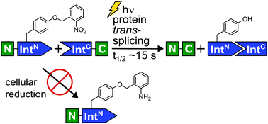 Graphical abstract: Light-control of the ultra-fast Gp41-1 split intein with preserved stability of a genetically encoded photo-caged amino acid in bacterial cells