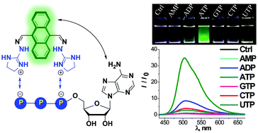Graphical abstract: Fluorimetric sensing of ATP in water by an imidazolium hydrazone based sensor