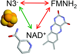 Graphical abstract: Charge transfer through a fragment of the respiratory complex I and its regulation: an atomistic simulation approach