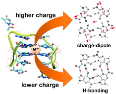 Graphical abstract: Charge–dipole interactions in G-quadruplex thrombin-binding aptamer